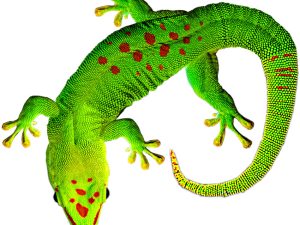 Terraario-verkkokaupan avatar Phelsuma-päivägekko.
