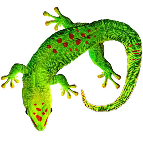 Terraario-verkkokaupan avatar Phelsuma-päivägekko.