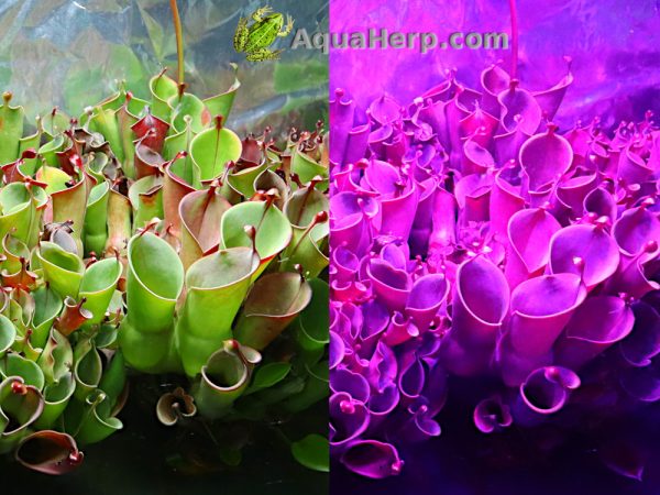 Terraarion led valaisin 24w.