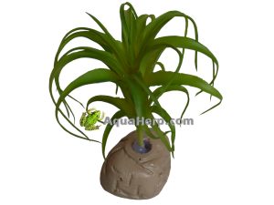 Terraario Tillandsia.