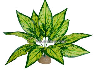 Terraariokasvi 30cm laikkuvehka eli Aglaonema.