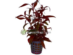Alternanthera reineckii “Mini” (Papukaijalehti)
