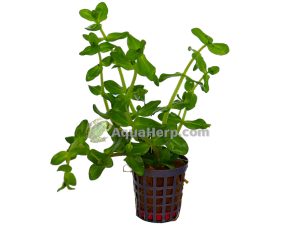 Bacopa amplexicaulis (Rasvalehti)