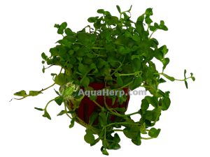 Bacopa australis (Rasvalehti)