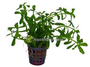 Bacopa monnieri “Compacta” (Rasvalehti)