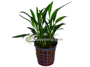 Cryptocoryne amicorum (Melalehti)