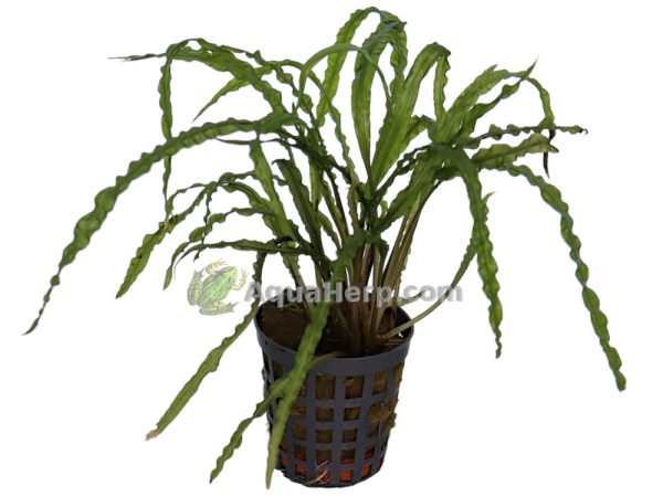 Cryptocoryne balansae (Kurttumelalehti)