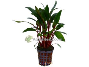 Cryptocoryne beckettii (Melalehti)