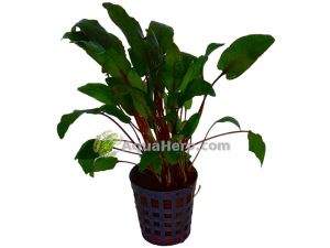 Cryptocoryne bullosa (Melalehti)