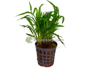Cryptocoryne costata (Melalehti)