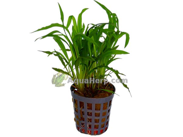 Cryptocoryne costata (Melalehti)