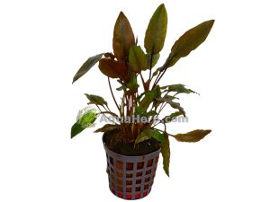 Cryptocoryne moehlmannii (Melalehti)