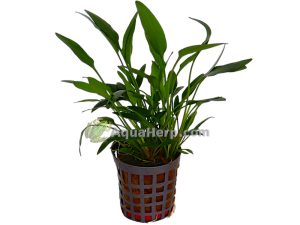 Cryptocoryne nevelli (Melalehti)