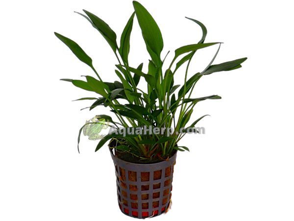 Cryptocoryne nevelli (Melalehti)