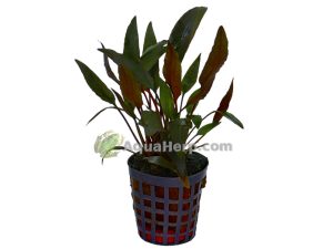 Cryptocoryne petchii (Melalehti)