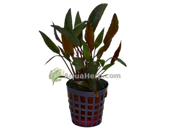 Cryptocoryne petchii (Melalehti)