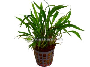 Cryptocoryne spiralis (Melalehti)