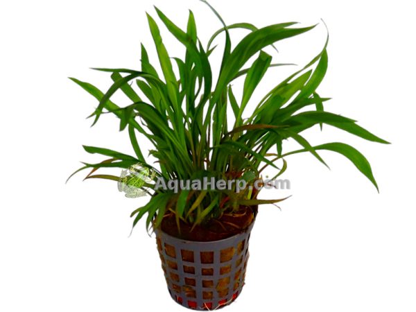 Cryptocoryne spiralis (Melalehti)