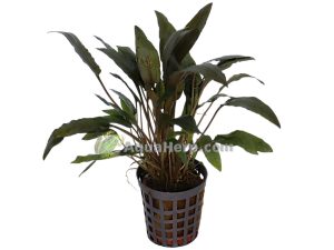 Cryptocoryne wendtii “Brown” (Ruskomelalehti)