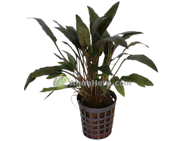 Cryptocoryne wendtii “Brown” (Ruskomelalehti)