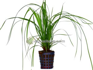Cyperus helferii (Sarakaisla)
