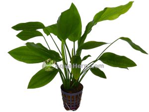 Echinodorus parviflorus (Miekkakasvi)