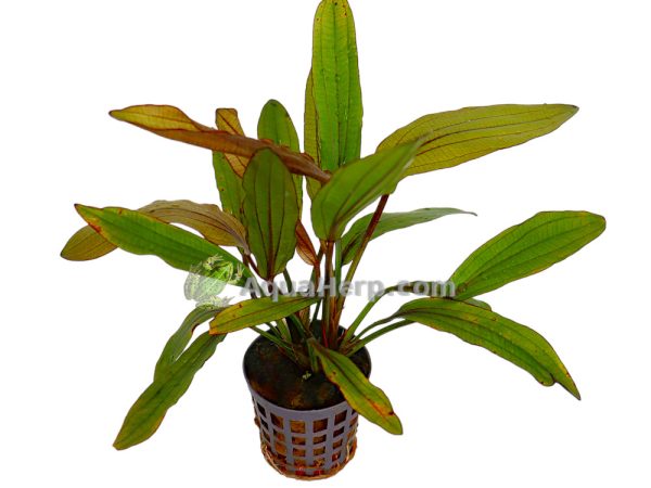Echinodorus “Rose” (Miekkakasvi)