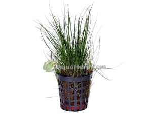 Eleocharis acicularis (Neulaheinä)