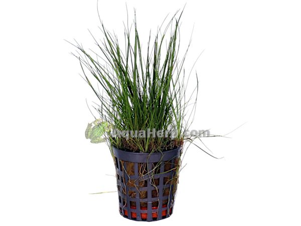Eleocharis acicularis (Neulaheinä)