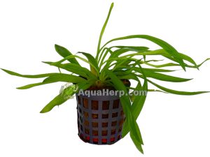 Helanthium bolivianum (Miekkakasvi)