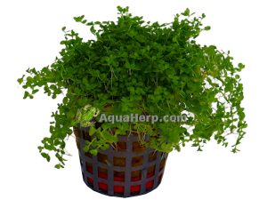 Hemianthus callitrichoides (Helmiruoho)