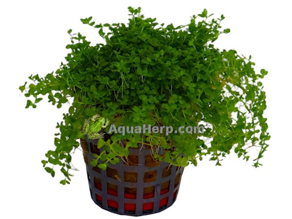 Hemianthus callitrichoides (Helmiruoho)