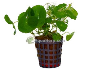 Hydrocotyle leucocephala (Konnanputki)