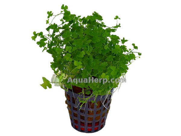 Hydrocotyle tripartita (Sammakonputki)