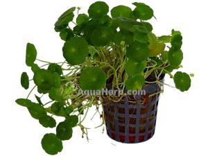 Hydrocotyle verticillata (Hatturuoho)