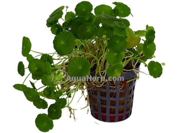 Hydrocotyle verticillata (Hatturuoho)