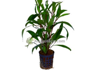 Hygrophila corymbosa “Thailand” (Jättivesitähdikki)