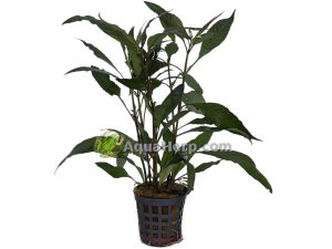 Hygrophila guanensis (Amerikanvesitähdikki)
