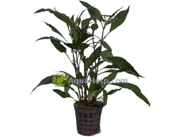 Hygrophila guanensis (Amerikanvesitähdikki)