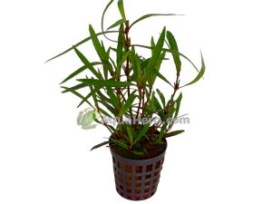 Hygrophila lancea (Vesitähdikki)