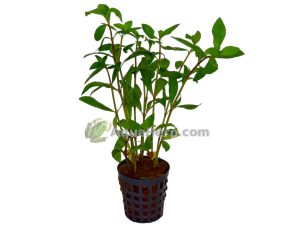 Hygrophila polysperma (Intianvesitähdikki)