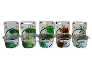 Alternanthera reineckii “Mini” (In Vitro) (Papukaijalehti)