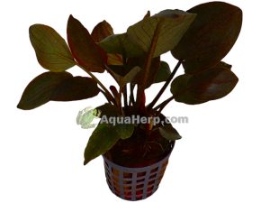 Lagenandra meeboldii “Red” (Vesivehka)