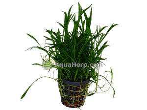 Lilaeopsis novea-zealandia (Kääpiöruoho)