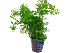 Limnophila heterophylla (Vedensuosikki)
