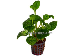 Limnophila rugosa (Vedensuosikki)