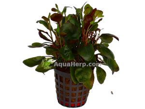 Lobelia cardinalis (Nuottaruoho)