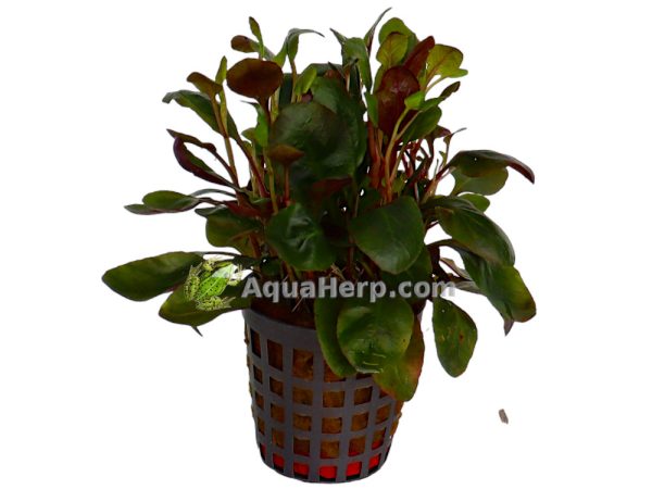 Lobelia cardinalis (Nuottaruoho)