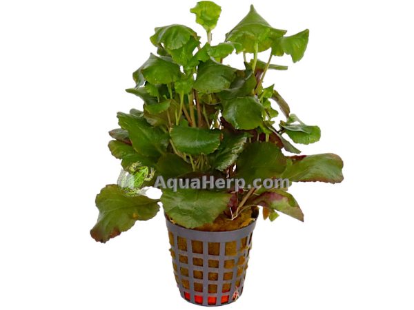 Lobelia cardinalis “Dwarf” (Nuottaruoho)