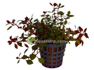 Ludwigia palustris “Mini Super Red” (Nuottaruoho)